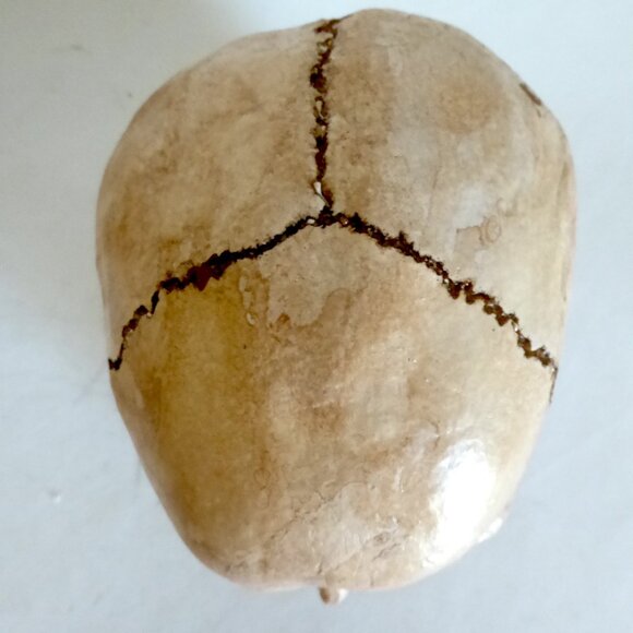 NEW ARTISAN HANDCRAFTED REALISTIC HUMAN SKULL HALLOWEEN PROP ODDITY - Picture 9 of 11